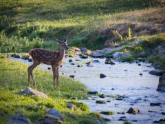 Kindergarteneintritt - Elterninfo