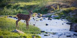 Kindergarteneintritt - Elterninfo