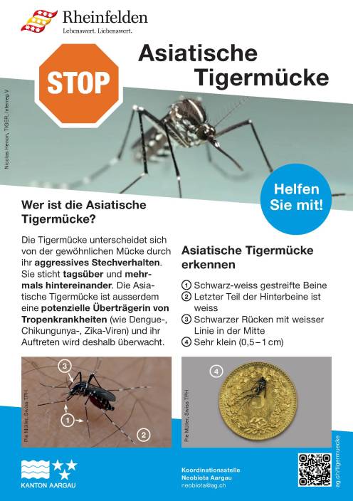 Asiatische Tigermücke in Rheinfelden