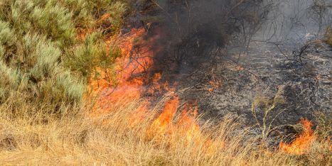 Waldbrandgefahr