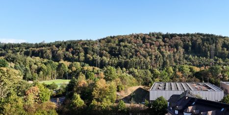 Trockenheit im Wald