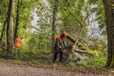 Pionier beim durchtrennen eines Baumstamms mit einer Motorsäge